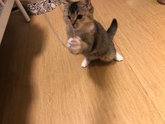 -东方名猫馆·英短金渐层布偶猫舍(环线广场1号楼店)