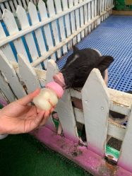 -萌宠亲子动物乐园(槐房万达店)