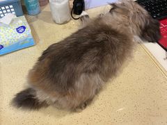 -艾贝尔宠物医院·24H转诊中心·肿瘤猫专科(江宁双龙店)