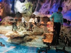 -帝企鹅自助餐厅•儿童岛•真企鹅(长隆企鹅酒店)