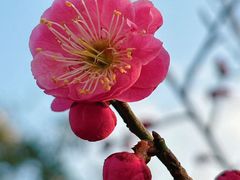 -梅花山(明孝陵内)