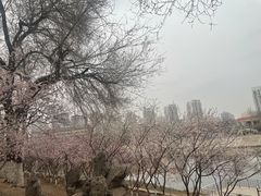 -桃花堤公园