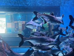 -顺德南宏海立方海洋公园