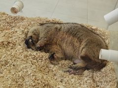 -怪兽屋·羊驼·猫咖·狗咖(俊华广场店)