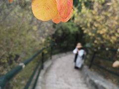-香山公园