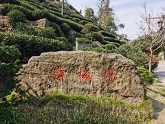 -孙奶奶葱包桧