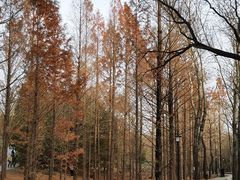 -白水寺森林公园