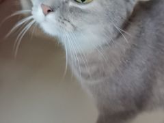 -糯米喵星人总部直营旗舰店·猫舍·幼猫出售