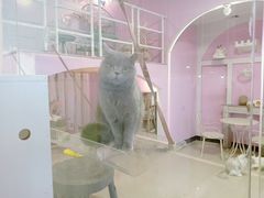 -70cat德文卷毛猫·缅因猫纯种猫舍
