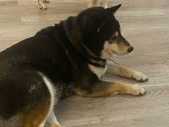 -柴迷FANS CLUB·柴犬狗咖·猫咖