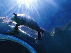 -青岛海底世界-水族馆