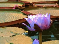 -国家植物园南园