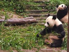 -中国大熊猫保护研究中心雅安碧峰峡基地