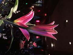 iphone_upload_pic-花马天堂云南餐厅 Lost Heaven(高邮路店)
