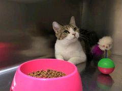 -东莞宠友24H宠物中心医院·转诊夜诊·异宠(新河北路院)