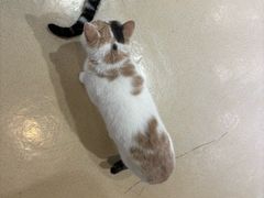 -藏猫猫咖啡主题馆(中央大道店)