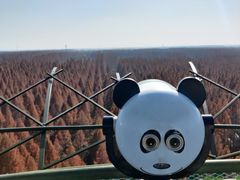 -黄海国家森林公园