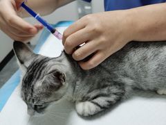 -东莞宠友24H宠物中心医院·转诊夜诊·异宠(新河北路院)