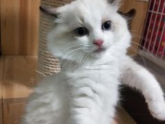 -Bastet sally猫舍购宠(静安店)