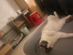 -猫狗日记·自助洗护·宠物寄养·售卖