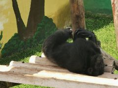 -西霞口神雕山野生动物世界