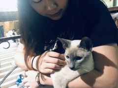 -more than meow吴止猫主题餐厅(承德 中船汇店)