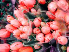 -循礼门鲜花花市(武汉循礼门店)