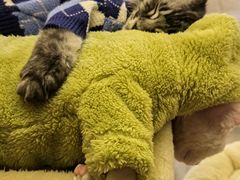 -十年猫舍·猫咪专门店(普陀店)