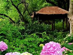 -上海醉白池公园