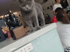 土豆-平行世界·猫咖(首经贸店)