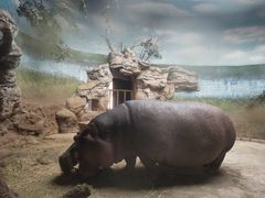 河马犇犇20201115-北京动物园