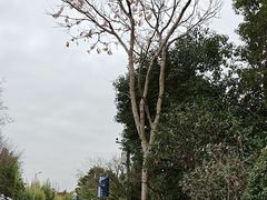 -上海长兴岛郊野公园