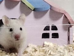 -钓仓鼠(洋桥北里小区店)