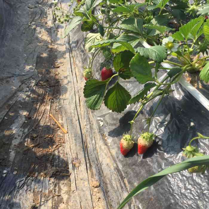 沐恩格林四季农场-"事情的起因如下:今天我家三位老太太去沐恩.