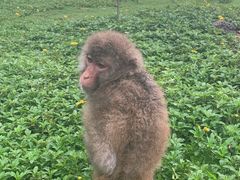 -海南热带野生动植物园