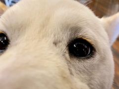 -豆柴町-柴犬主题狗咖(红鼎国际C座店)