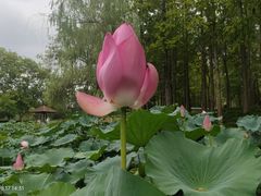 -大宁灵石公园西门票处