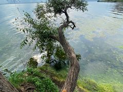 -大理洱海