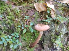 -五女峰国家森林公园