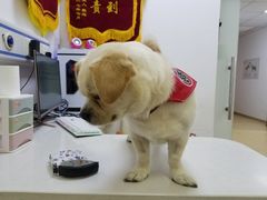 -创凡宠物医院·骨专科  猫科中心(西乡分院)