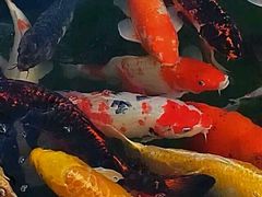 android_upload_pic-中国唐苑