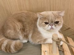 -飞行喵MR PILOT|猫舍·猫咖(静安大融城店)