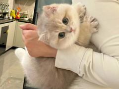 -欣宠猫屋·矮脚拿破仑·蓝金金渐层