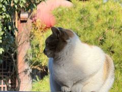 -龙华素斋(龙华路店)