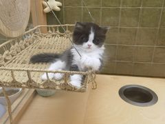 -帕帕拉兹宠物(亚洲旗舰店)