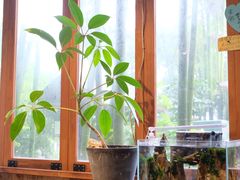 靠窗位-青桃餐厅