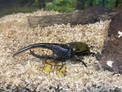 -上海大自然野生昆虫馆
