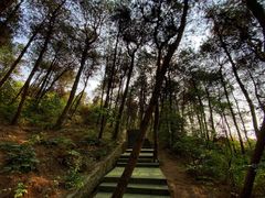 -铁山坪森林公园