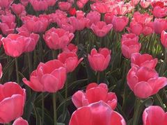 -石家庄市植物园