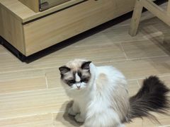 -momokira米努特·德文卷毛猫·棉花面纱犬